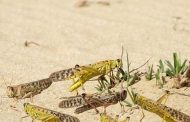 JAPAN SUPPORTS WFP IN ADDRESSING IMPACT OF LOCUST OUTBREAK IN EASTERN SUDAN